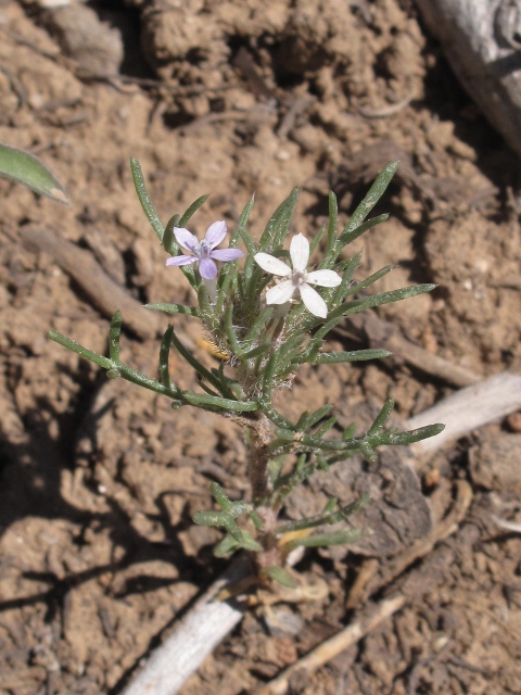 Ipomopsis pumila